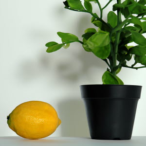 FF4-Lemon-Insitu-EA